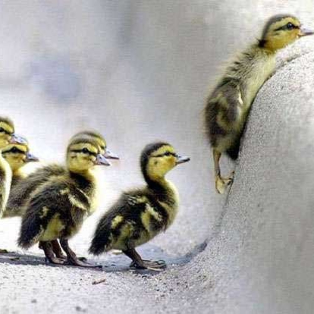 Follow Game!